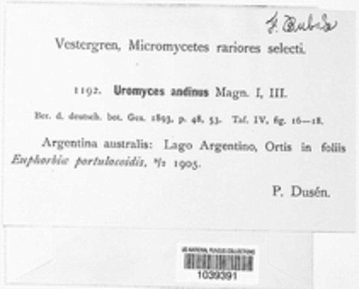 Gerwasia lagerheimii image